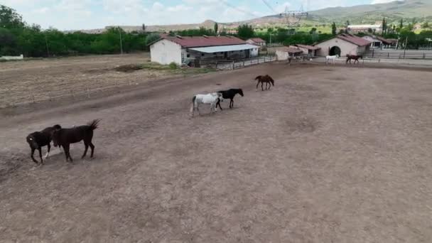 Rancho Caballos Alto Las Montañas Capadocia Vista Aérea — Vídeo de stock