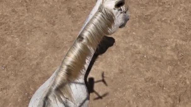 Ράντσο Άλογο Ψηλά Στα Βουνά Της Καππαδοκίας Αεροφωτογραφία — Αρχείο Βίντεο