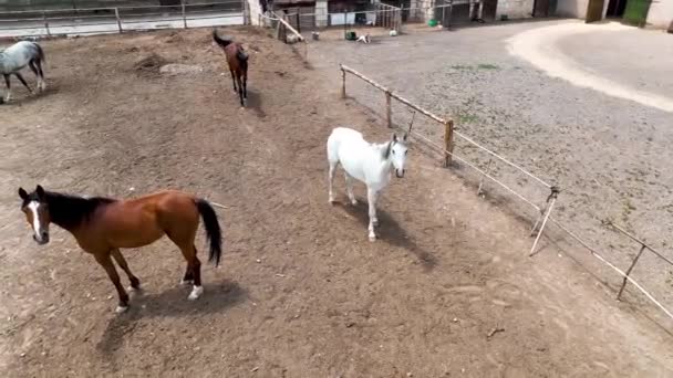 Horse Ranč Vysoko Horách Cappadocia Letecký Pohled — Stock video