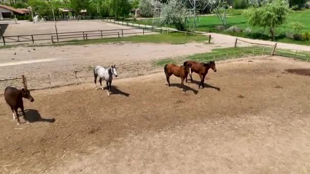 Rancho Cavalos Nas Montanhas Capadócia Vista Aérea — Vídeo de Stock
