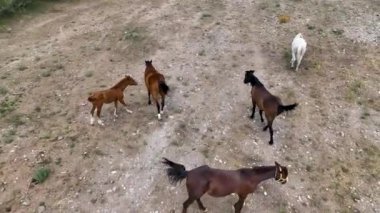 Cappadocia Dağları 'nın yükseklerindeki at çiftliği.