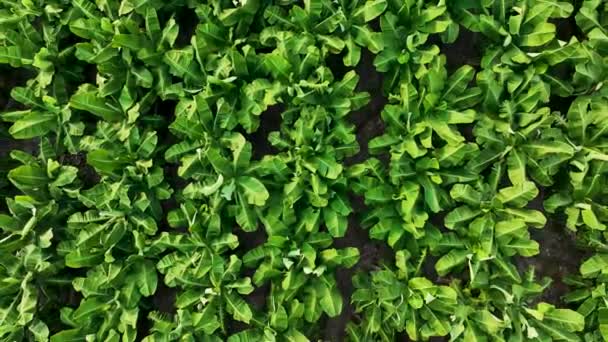 Textura Plantación Baño — Vídeos de Stock