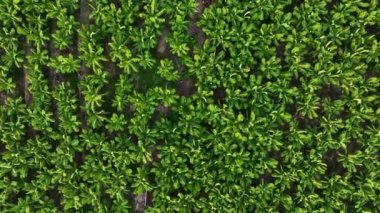 Banyo plantasyonunun dokusu