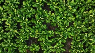 Banyo plantasyonunun dokusu