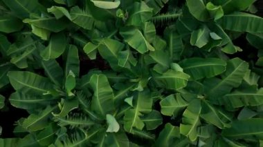 Banyo plantasyonunun dokusu