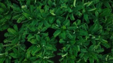 Banyo plantasyonunun dokusu