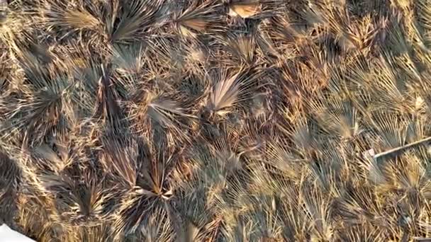乾燥した梅の葉の質感 — ストック動画
