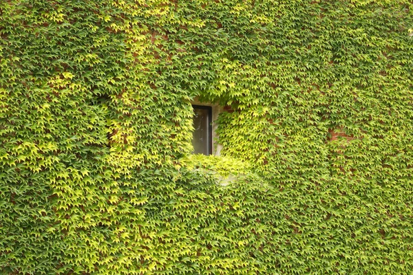 Antique Brick Facade Covered Green Yellow Ivy Small Square Window — Stock Photo, Image