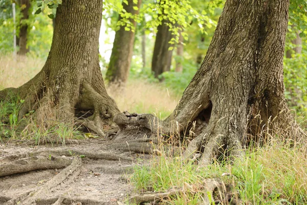 Mohutné Kořeny Starého Stromu Zeleném Lese Dne Krásné Propletených Kořenů — Stock fotografie