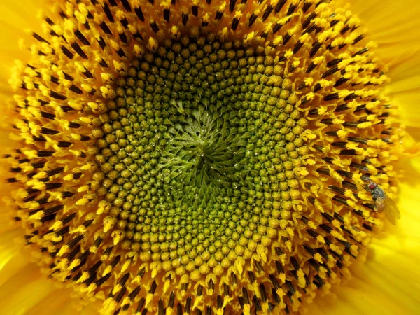 Der Sonnenblumenkern Nahaufnahme Mit Tautropfen Und Einer Kleinen Fliege Rand — Stockfoto