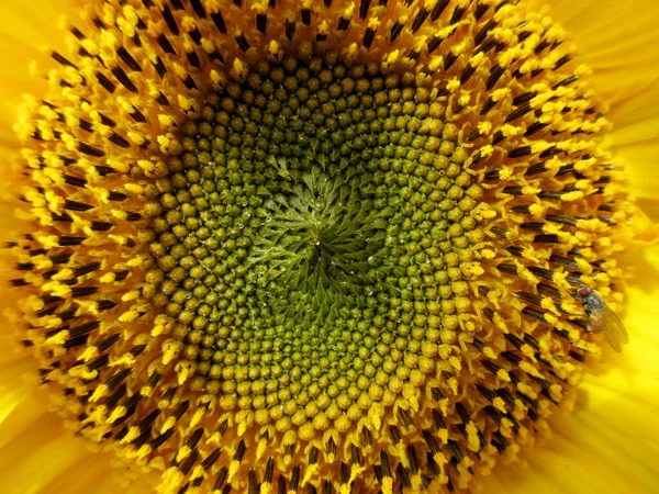 Sunflower Core Close Dew Droplets Small Fly Edge Bright Summer — Stock Photo, Image