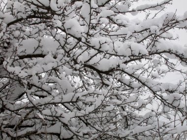 Elma ağacının kışın ince ve zarif dalları kalın kabarık kar ile kaplı, eşsiz bir siyah-beyaz doğal desen yaratıyor ve huzur ve sessizlik hissi yaratıyor.