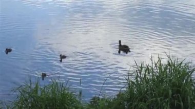 Küçük ördekli Mallard ördeği yeşil otlarla kaplı kıyıya yakın, beyaz bulutları yansıtan bir göletin dalgalı sularında yüzer.
