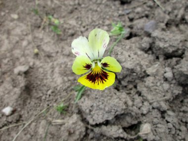 Kuru topraklarda yetişen yalnız sarı bir ibne ilgi ve ilgi istiyor.