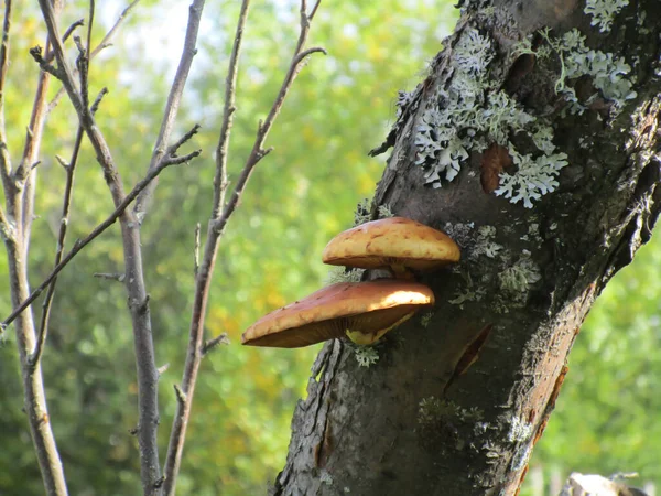 Cogumelos Árvore Velho Tronco Uma Árvore Maçã São Parasitas Mas — Fotografia de Stock