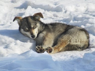 Komik kıvrımlı kulakları olan sevimli pofuduk bir köpek patilerini düzeltir ve ılık bahar güneşinde karda güneşlenir.