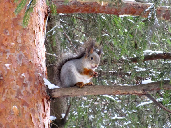 Ein Bezauberndes Eichhörnchen Mit Einer Nuss Den Pfoten Sitzt Auf — Stockfoto