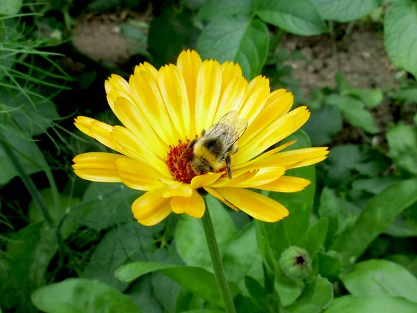 Bumblebee Collects Nectar Bright Yellow Calendula Flower Green Garden Summer — Stock Photo, Image