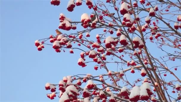 Стая Восклицательных Кормов Зимой Закатом Освещения Красивом Рябиновом Дереве Ярко — стоковое видео