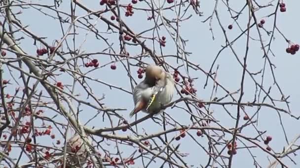 Cute Colorful Waxwing Funnily Cleans Its Fluffy Feathers Branch Wild — Stock Video
