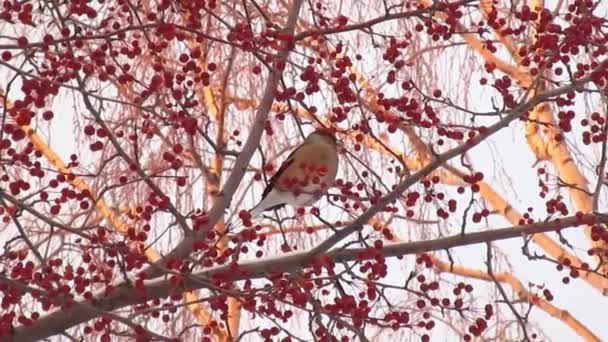 Pinzón Colorido Come Manzanas Congeladas Manzano Silvestre Los Rayos Rosados — Vídeo de stock