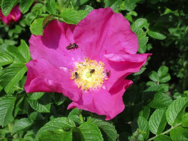 A colorful fragrant flower on a rosehip bush attracts insects to feast on sweet nectar on a bright sunny day