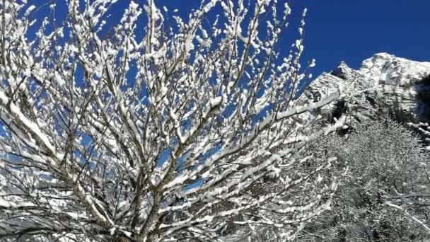 Neve Caindo Dos Ramos Dia Ensolarado Inverno — Vídeo de Stock