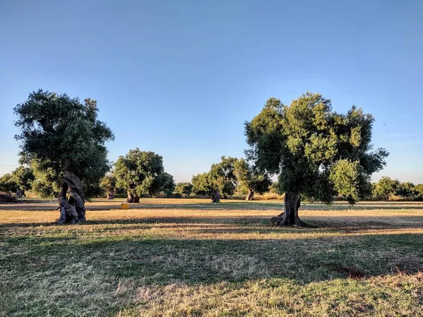 Campo Salento Durante Verano Imagen De Stock