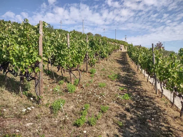Platteland Ligurische Rivièra Italië Met Wijngaarden Olijfbomen — Stockfoto