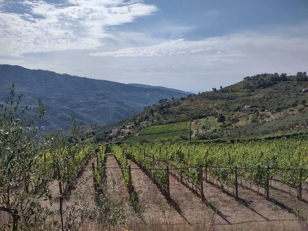 Krajina Ligurské Riviéře Itálii Vinicemi Olivovníky — Stock fotografie