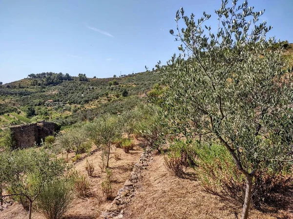 Krajina Ligurské Riviéře Itálii Vinicemi Olivovníky — Stock fotografie