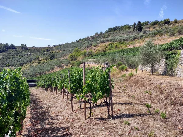 Wieś Riwierze Liguryjskiej Włoszech Winnicami Drzewami Oliwnymi — Zdjęcie stockowe