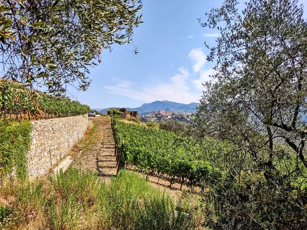 Campo Riviera Liguriana Itália Com Vinhas Oliveiras — Fotografia de Stock