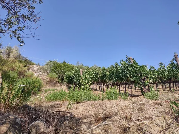 Wieś Riwierze Liguryjskiej Włoszech Winnicami Drzewami Oliwnymi — Zdjęcie stockowe