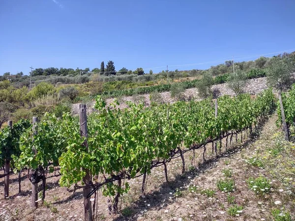 Platteland Ligurische Rivièra Italië Met Wijngaarden Olijfbomen — Stockfoto