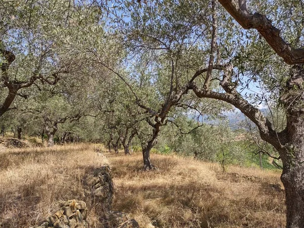 Campo Liguria Riviera Italia Con Viñedos Olivos — Foto de Stock