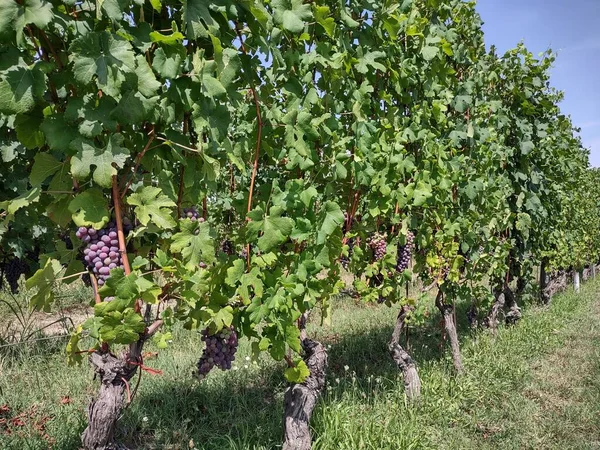 Campo Região Langhe Piedmont Itália Com Vinhas — Fotografia de Stock