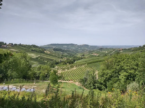 Campo Região Langhe Piedmont Itália Com Vinhas — Fotografia de Stock