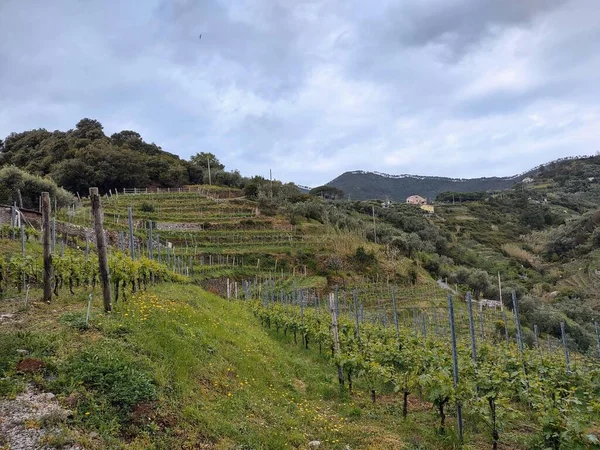 Wybrzeże Cinque Terre Wioskami Przyrodą Włoszech Ponury Dzień Wiosny — Zdjęcie stockowe