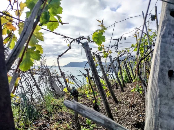 Zeekust Van Cinque Terre Met Zijn Dorpen Natuur Italië Tijdens — Stockfoto