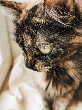 Siyah-kırmızı benekli kedi dikkatlice pencereden dışarı bakar. Evin içinde.