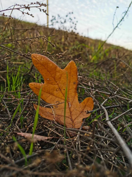 Otoño Amarillento Hoja Roble Seco Cerca Otoño Octubre Noviembre Follaje — Foto de Stock