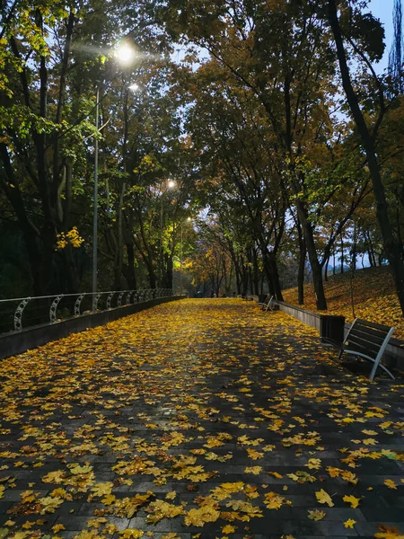 Mokra Droga Parku Jesienią Wokół Złotych Drzew Spadających Liści Ławki — Zdjęcie stockowe