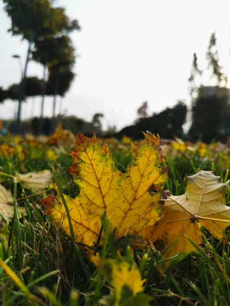 Herfst Geelachtig Gedroogd Eikenblad Close Herfst Oktober November Seizoensgebonden Gebladerte — Stockfoto