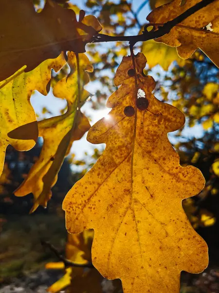 Jesienno Żółte Suszone Liście Dębu Zbliżenie Jesień Październik Listopad Liście — Zdjęcie stockowe