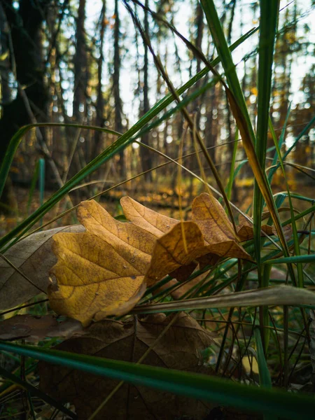 Jesienno Żółte Suszone Liście Dębu Zbliżenie Jesień Październik Listopad Liście — Zdjęcie stockowe