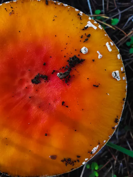 Orangefarbene Helle Amanita Pilze Wachsen Wald Zwischen Dem Gras Nahaufnahme — Stockfoto