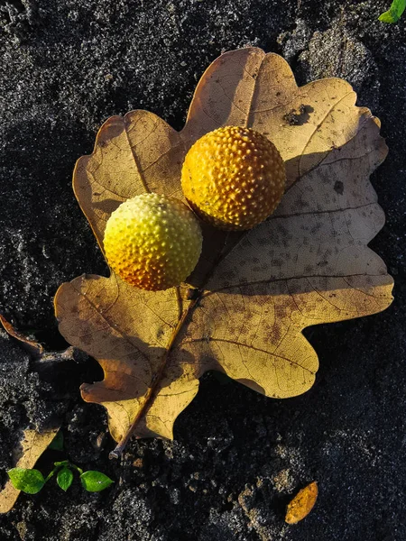Suchy Jesienny Liść Drzewo Wpadłem Trawa Zbliżenie Sezonowo Suchy Liść — Zdjęcie stockowe