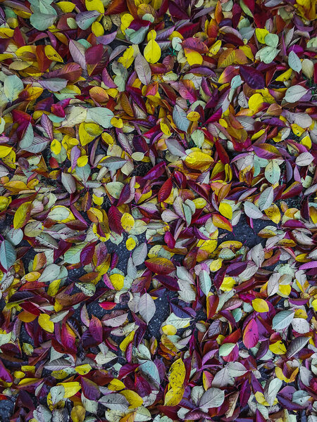 Красные и желтые листья падают на землю осенью, вид сверху, фоновое изображение