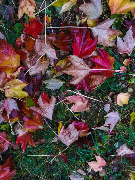 Czerwone Żółte Liście Spadły Ziemię Jesienią Widok Góry Obraz Tła — Zdjęcie stockowe